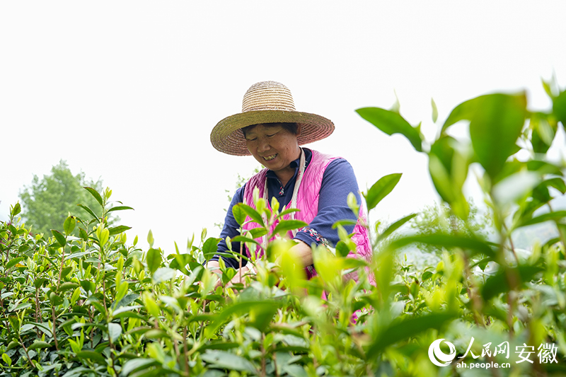 大湾村村民王景枝正在茶园里采摘茶叶。人民网记者 王锐摄
