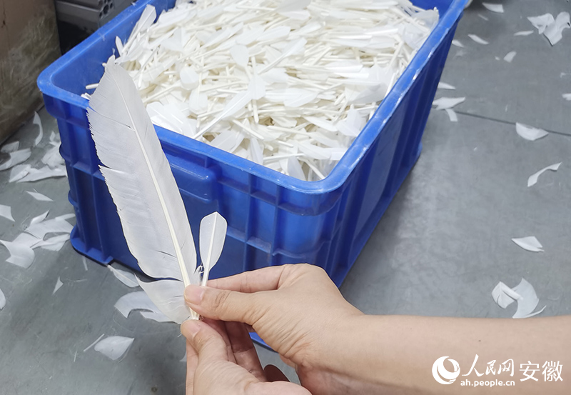 皖西白鹅羽毛切管后大小对比。人民网 胡雨松摄