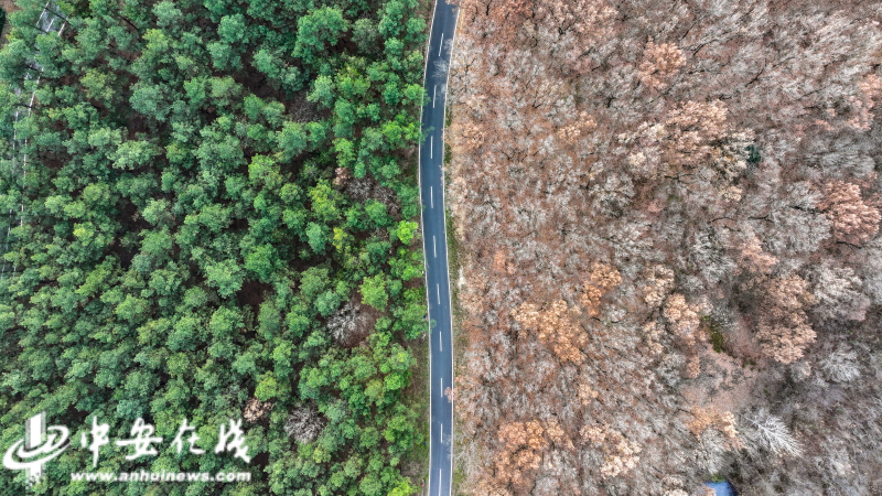 3滁州市明光市军旅小镇风景道 .jpg